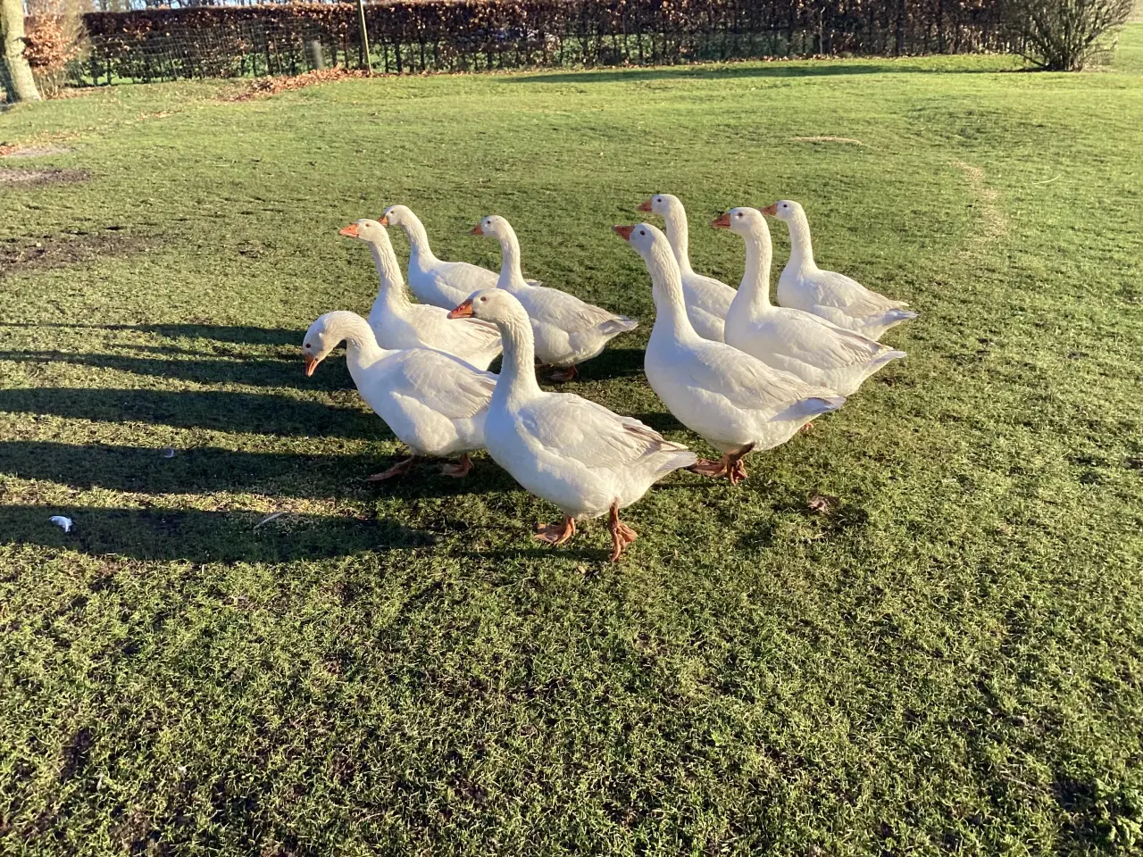 Billede 2 - Avls gæs