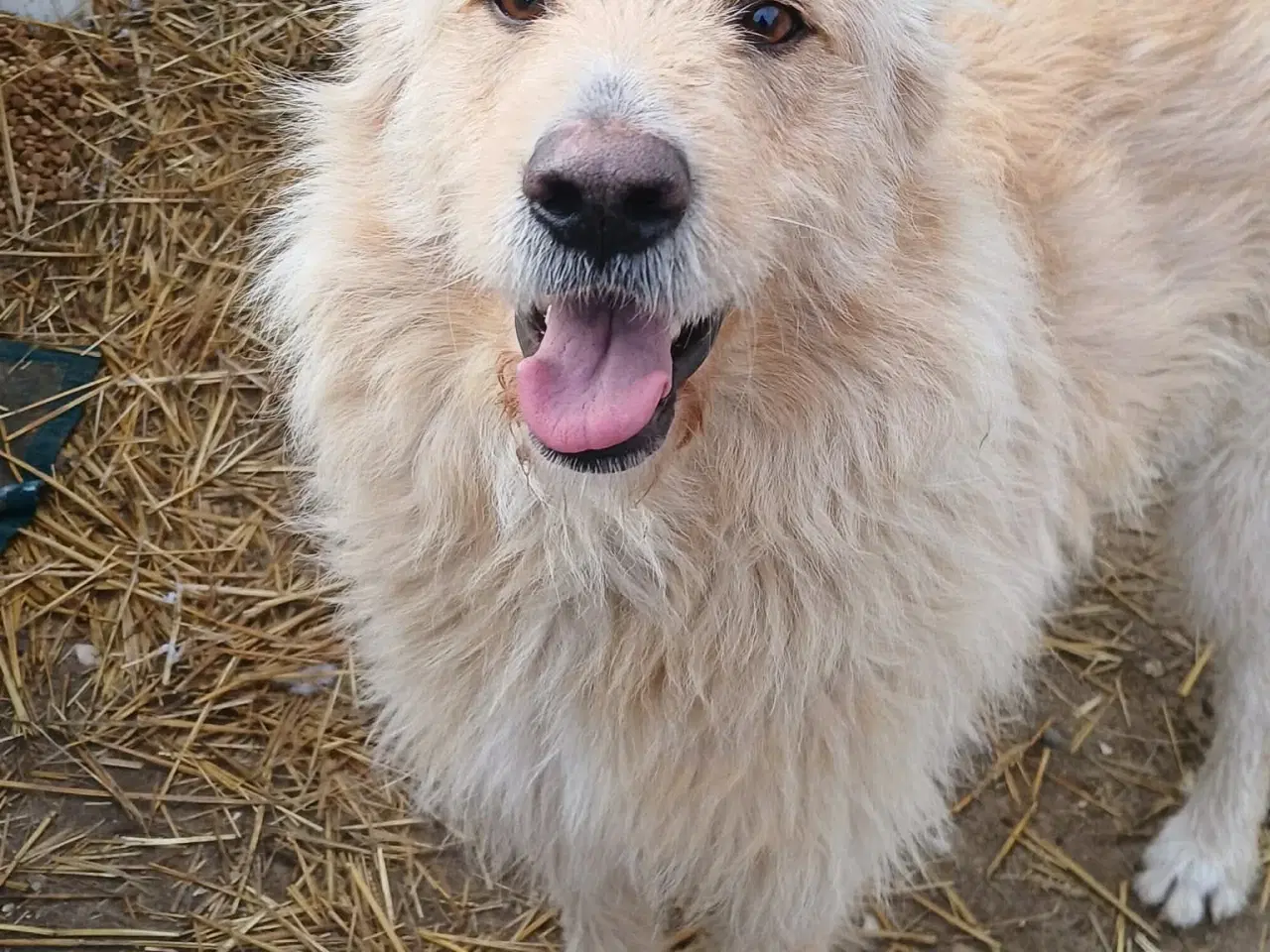 Billede 3 - Nord søger sin egen familie❤️