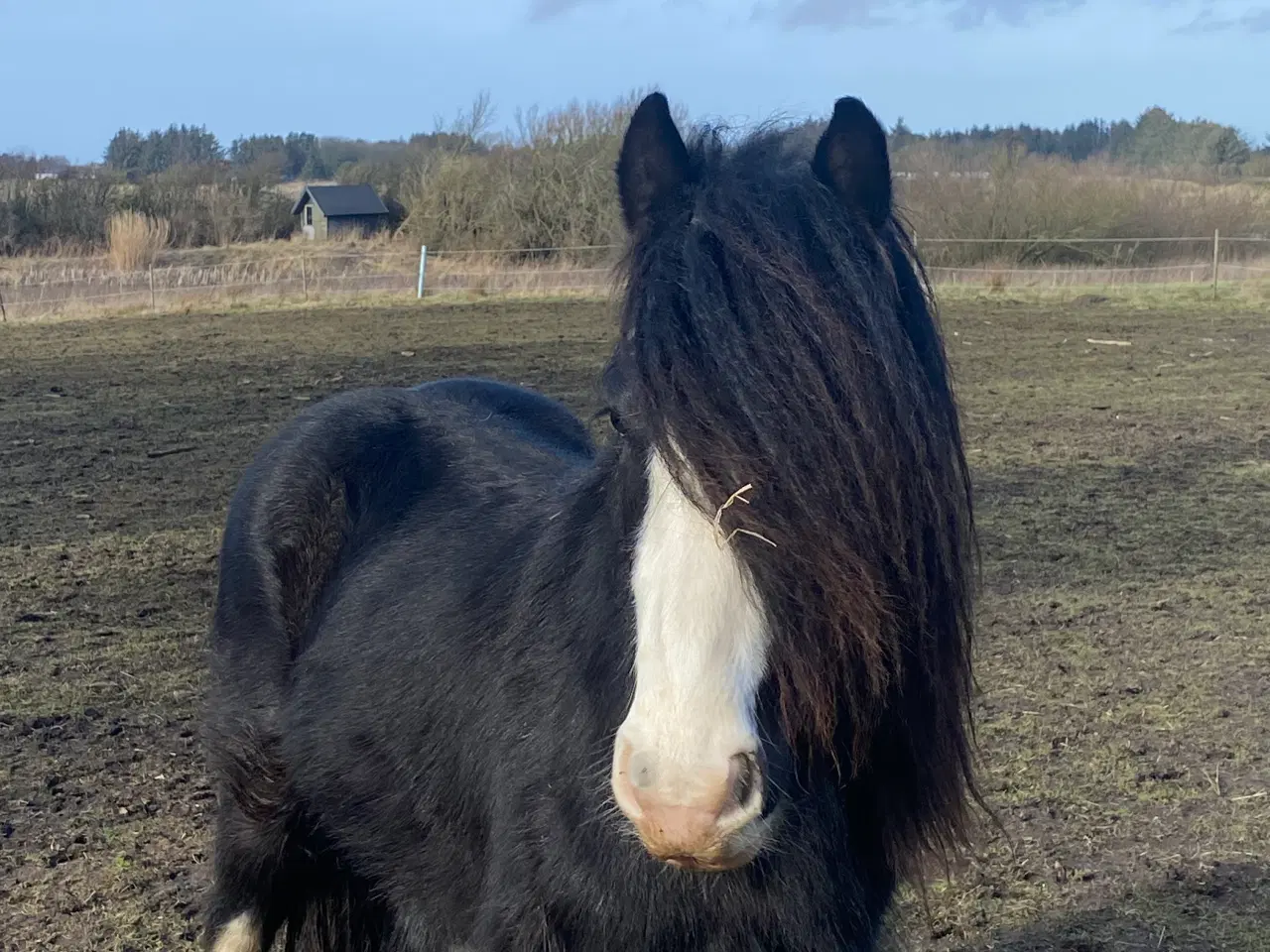 Billede 3 - Irish cob hingst