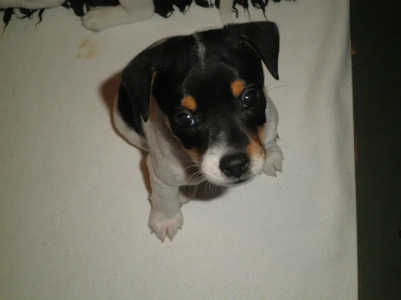 Billede 1 - Dansk/svensk Gårdhund hvalpe