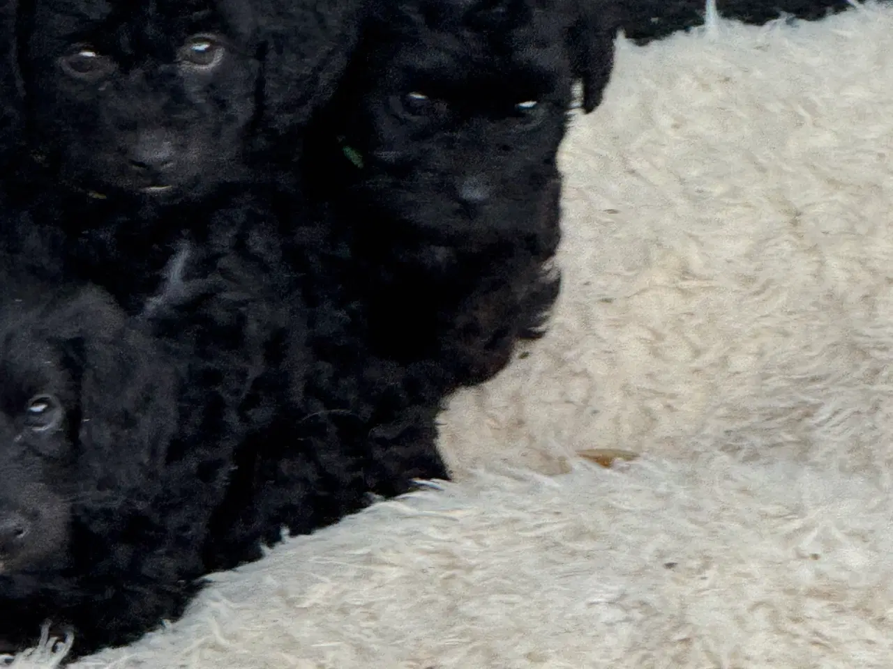 Billede 13 - ✨🐾 Engelske Cockapoo hvalpe søger nye hjem 