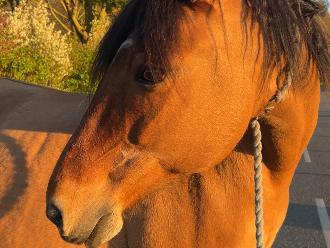 Billede 2 - Sød stabil ældre hest