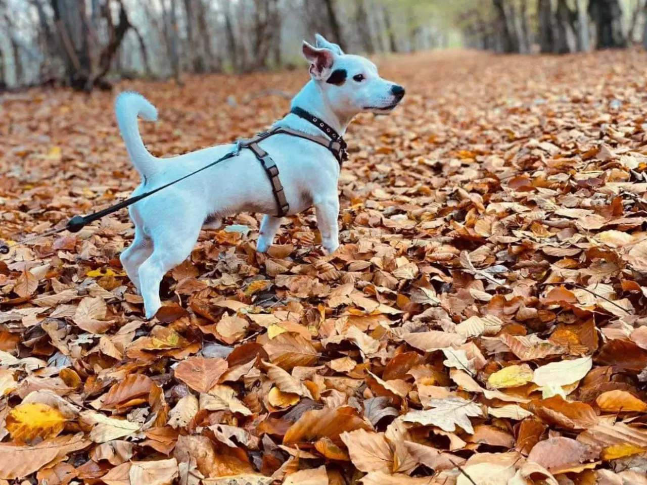 Billede 6 - Jack Russell Terrier hvalpe