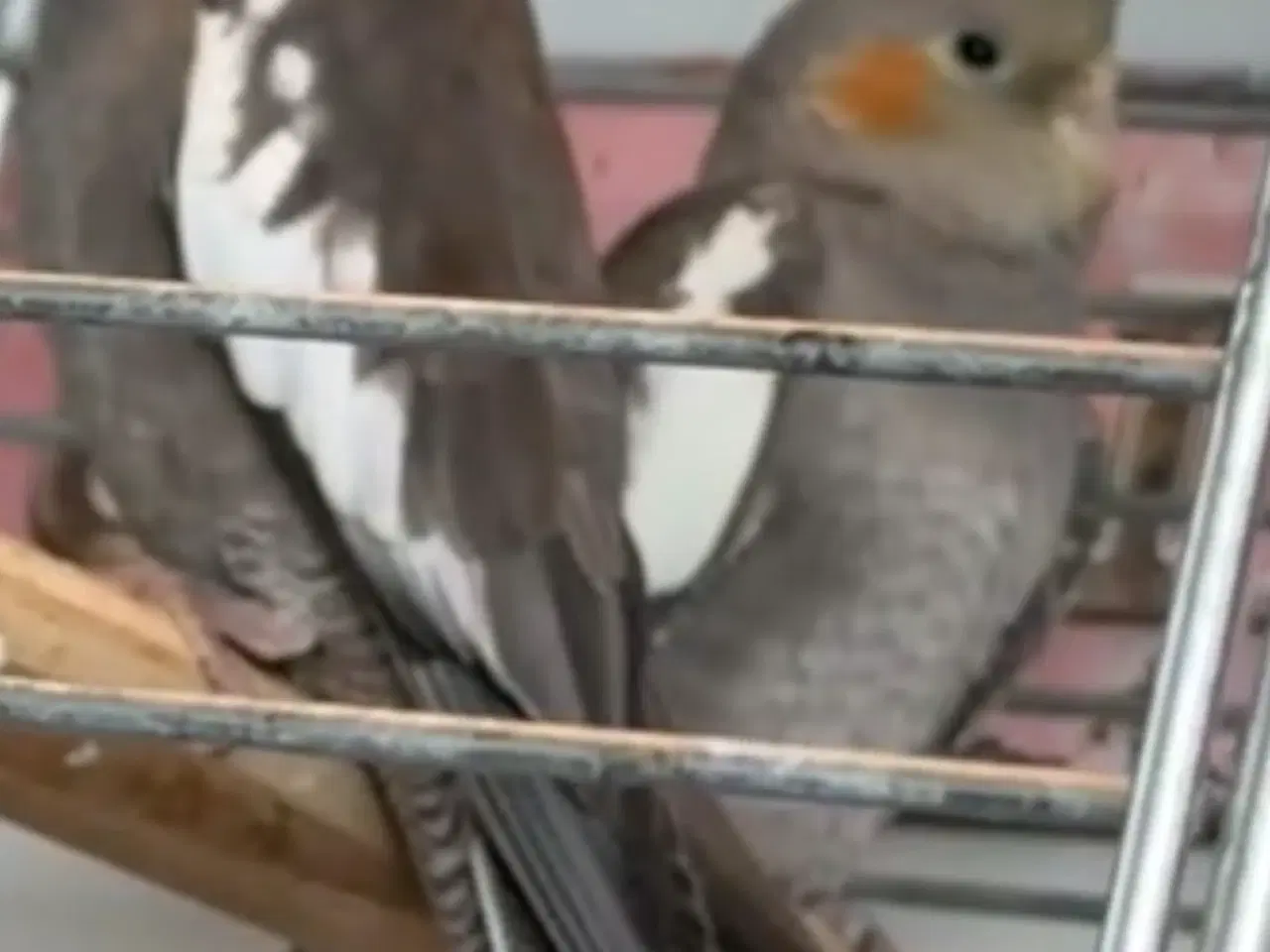 Billede 2 - Nymfeparskitter