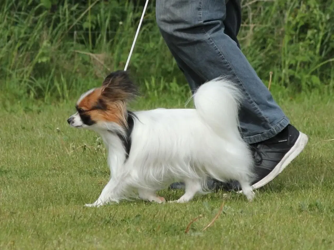 Billede 4 - Papillon hvalpe