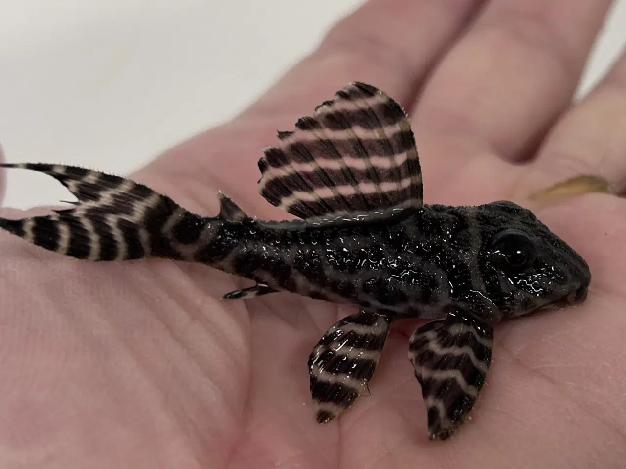 Billede 2 - 236, Cracked Zebra Pleco