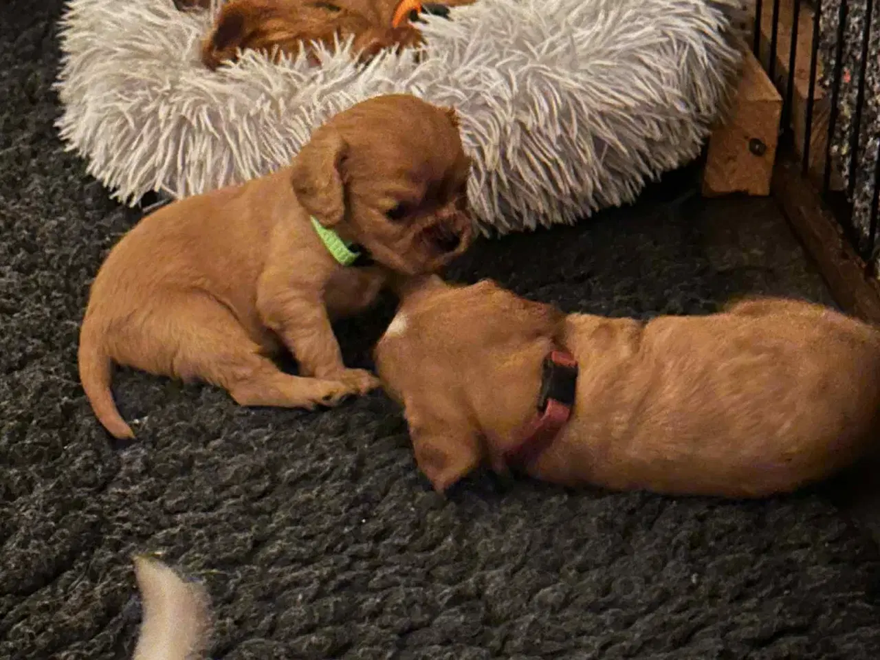 Billede 4 - cavalier king charles