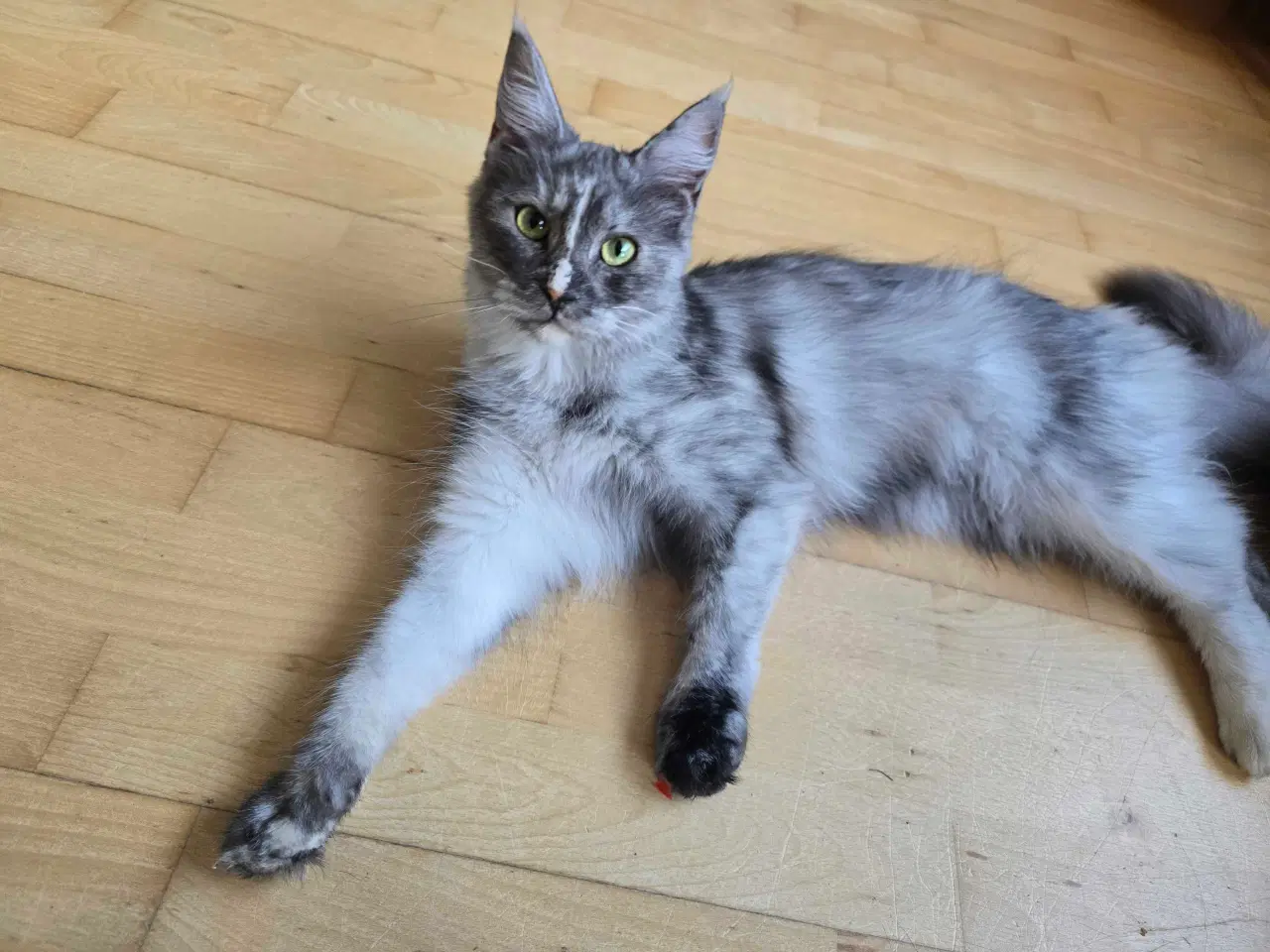 Billede 4 - Maine coon pige