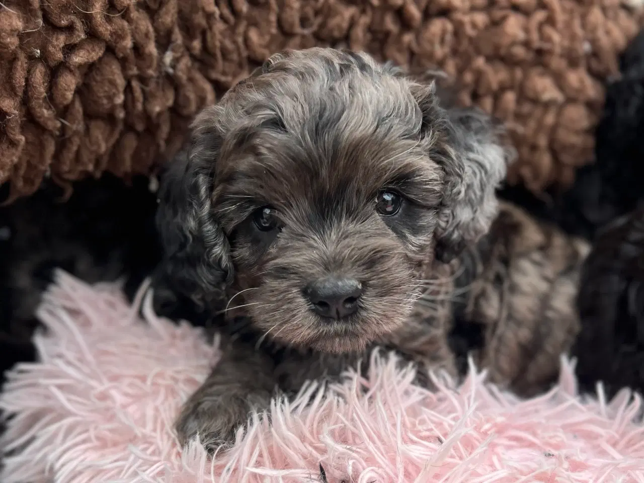 Billede 2 - Merlefarvet Cockapoo 