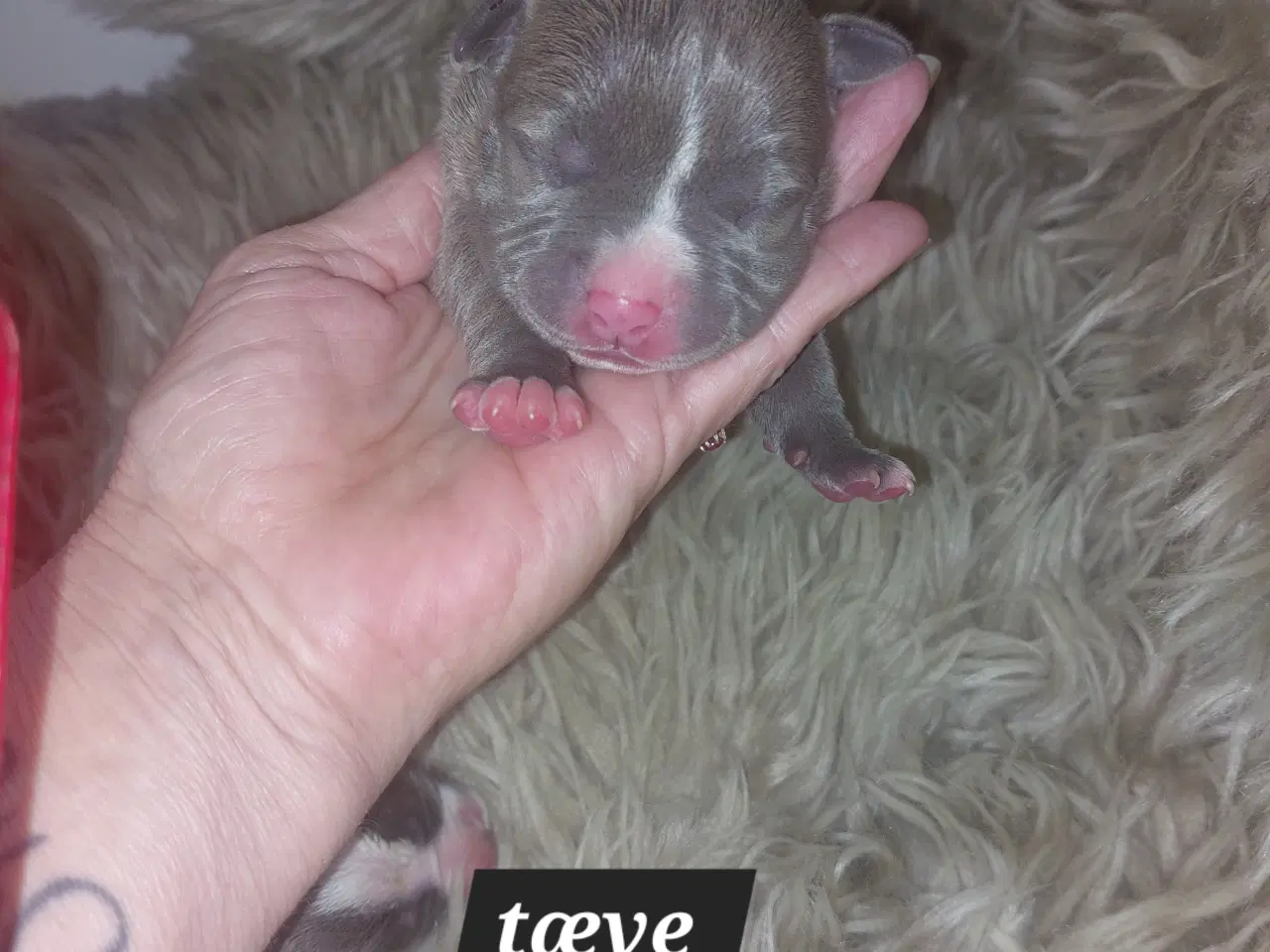 Billede 11 - American bully hvalpe 