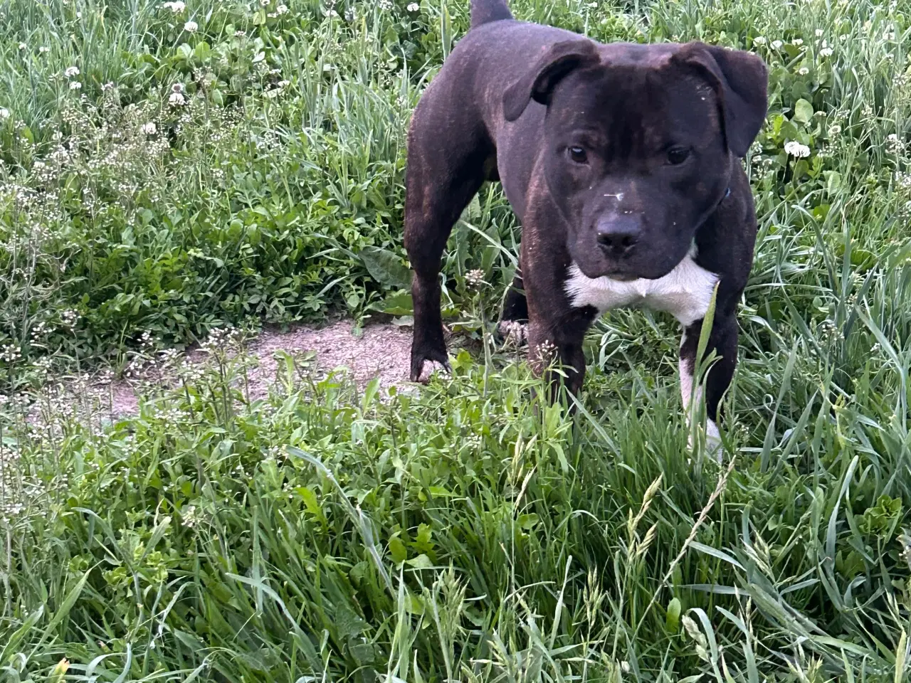 Billede 1 - Engelsk Staffordshire Bull Terrier