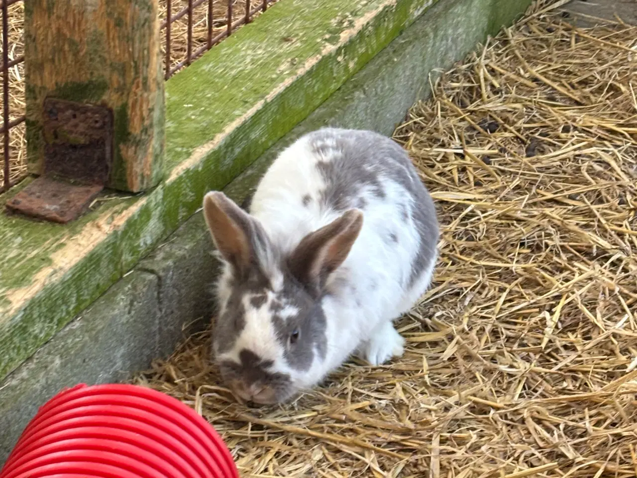 Billede 4 - 2 søde kaniner til salg