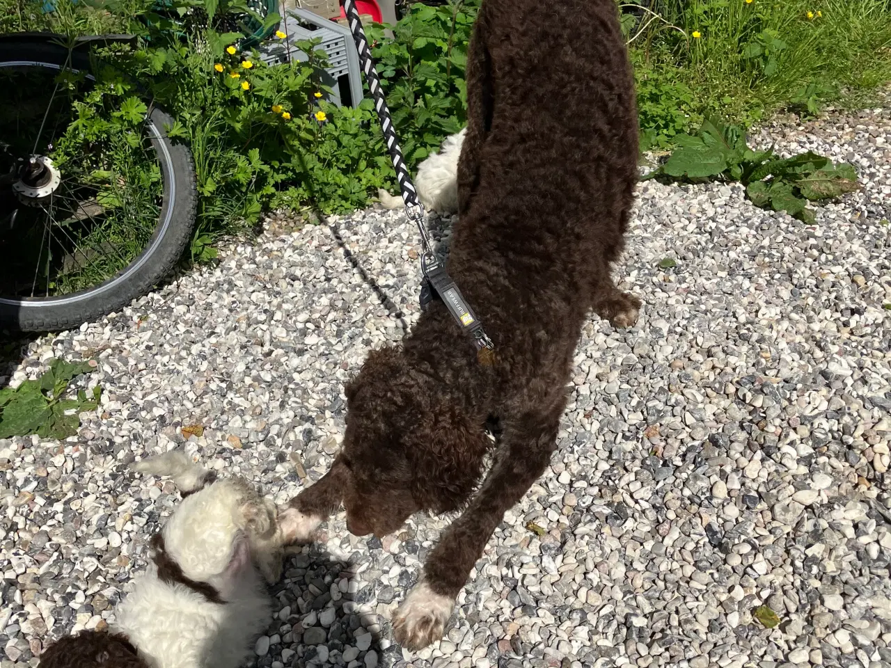 Billede 4 - Curly Coatted Retriever/ Lagotto Romagnolo 