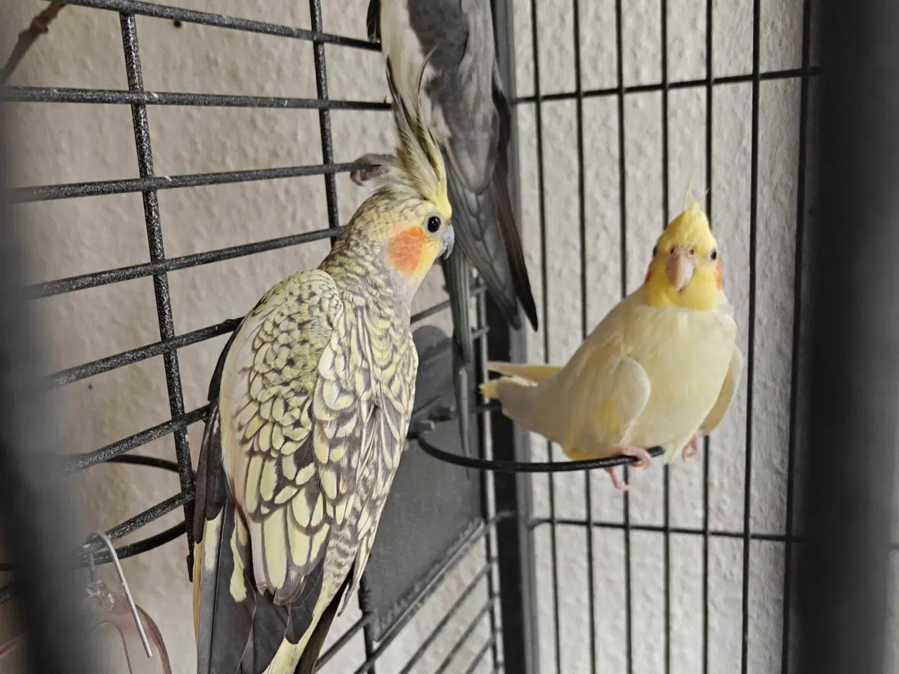 Billede 7 - Nymfeparakitter 