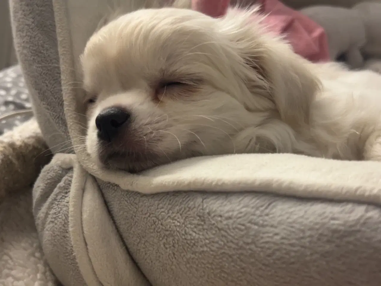 Billede 1 - Hundehvalp 12 uger 