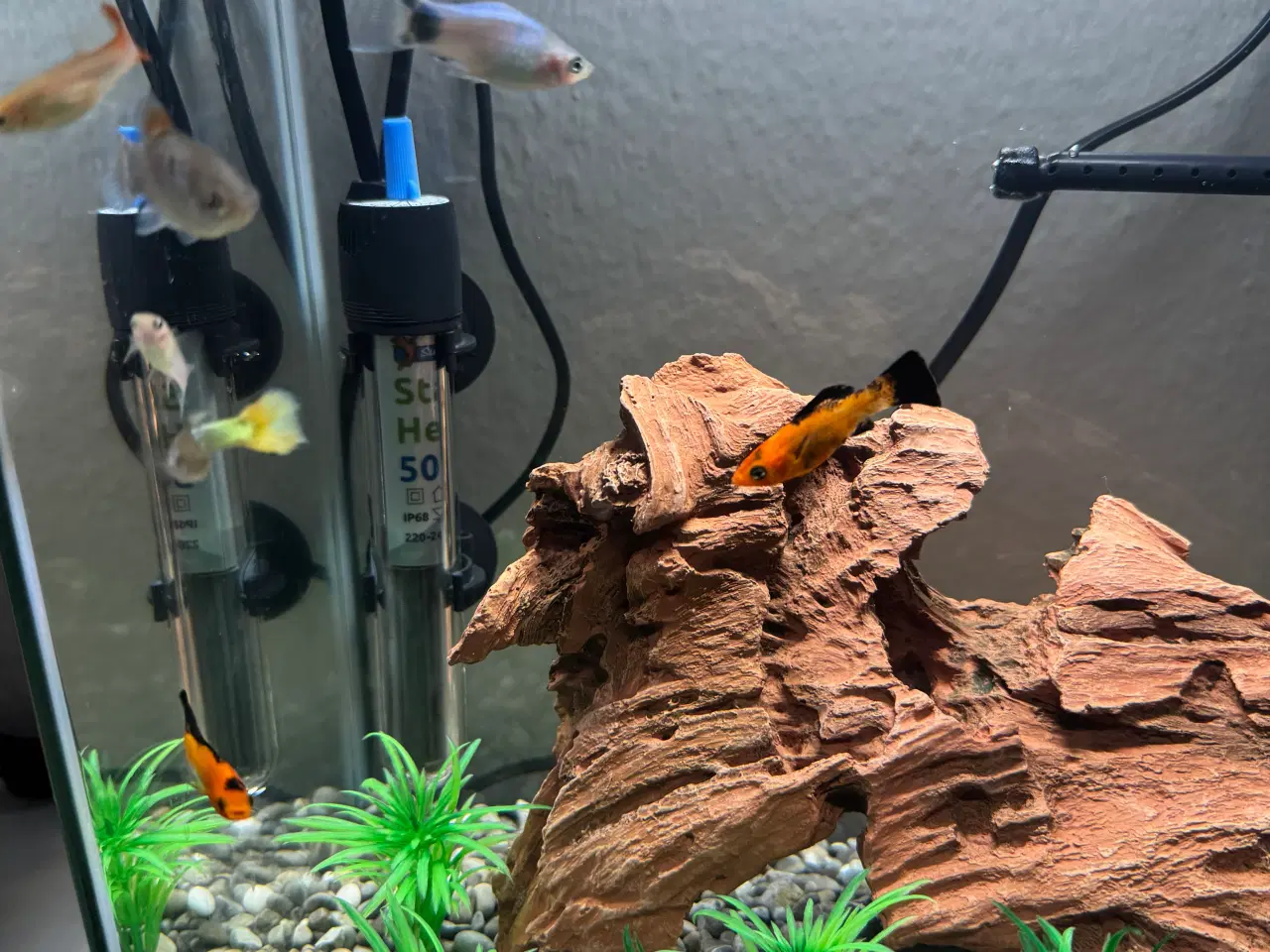 Billede 9 - Akvarie med fisk
