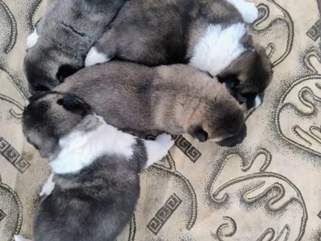 Billede 4 - Hundehvalpe Akita American