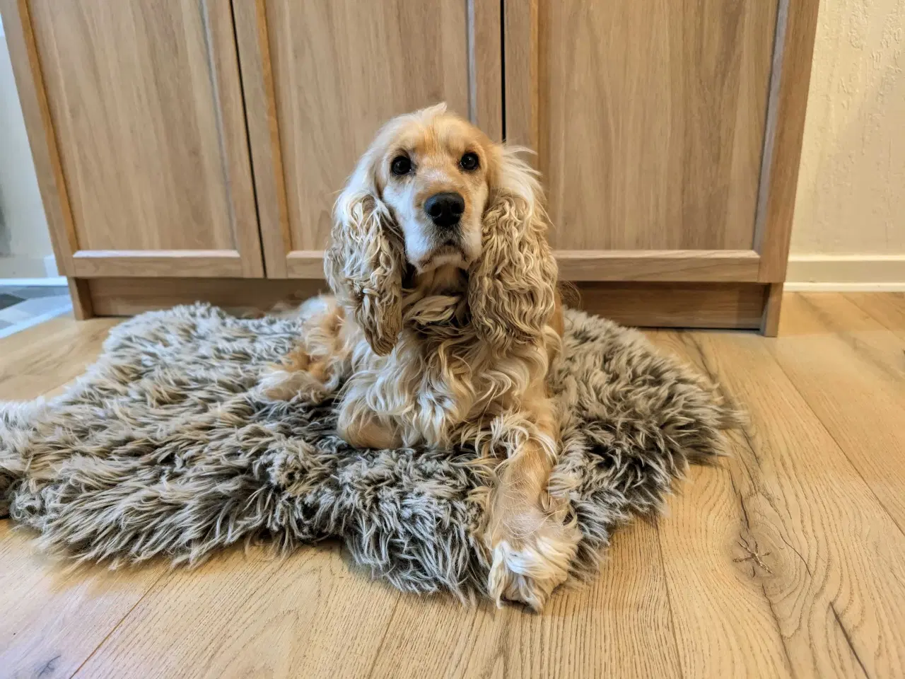 Billede 3 - Søger parring engelsk cocker spaniel 