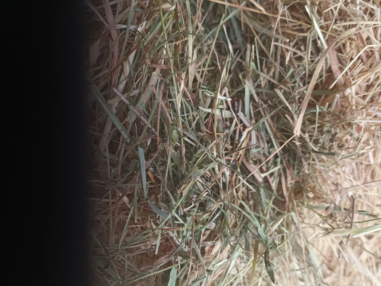 Billede 1 - Hø fra juni 2025