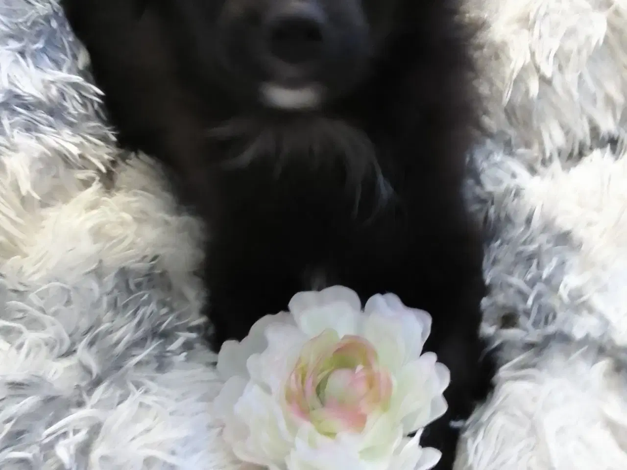 Billede 9 - Den skønneste Pomeranian-blandingshvalp