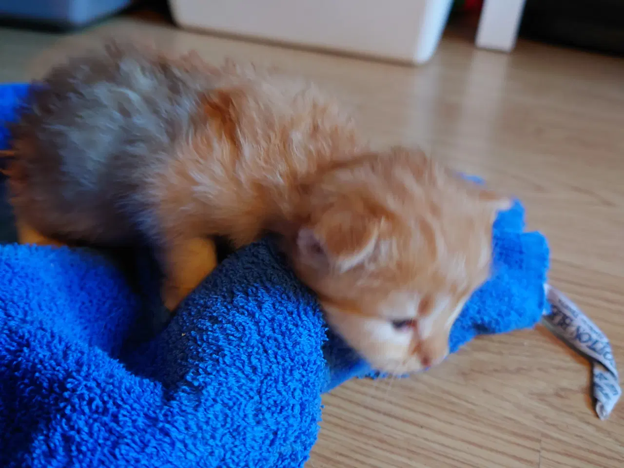 Billede 11 - Maine coon killing Far med tavle