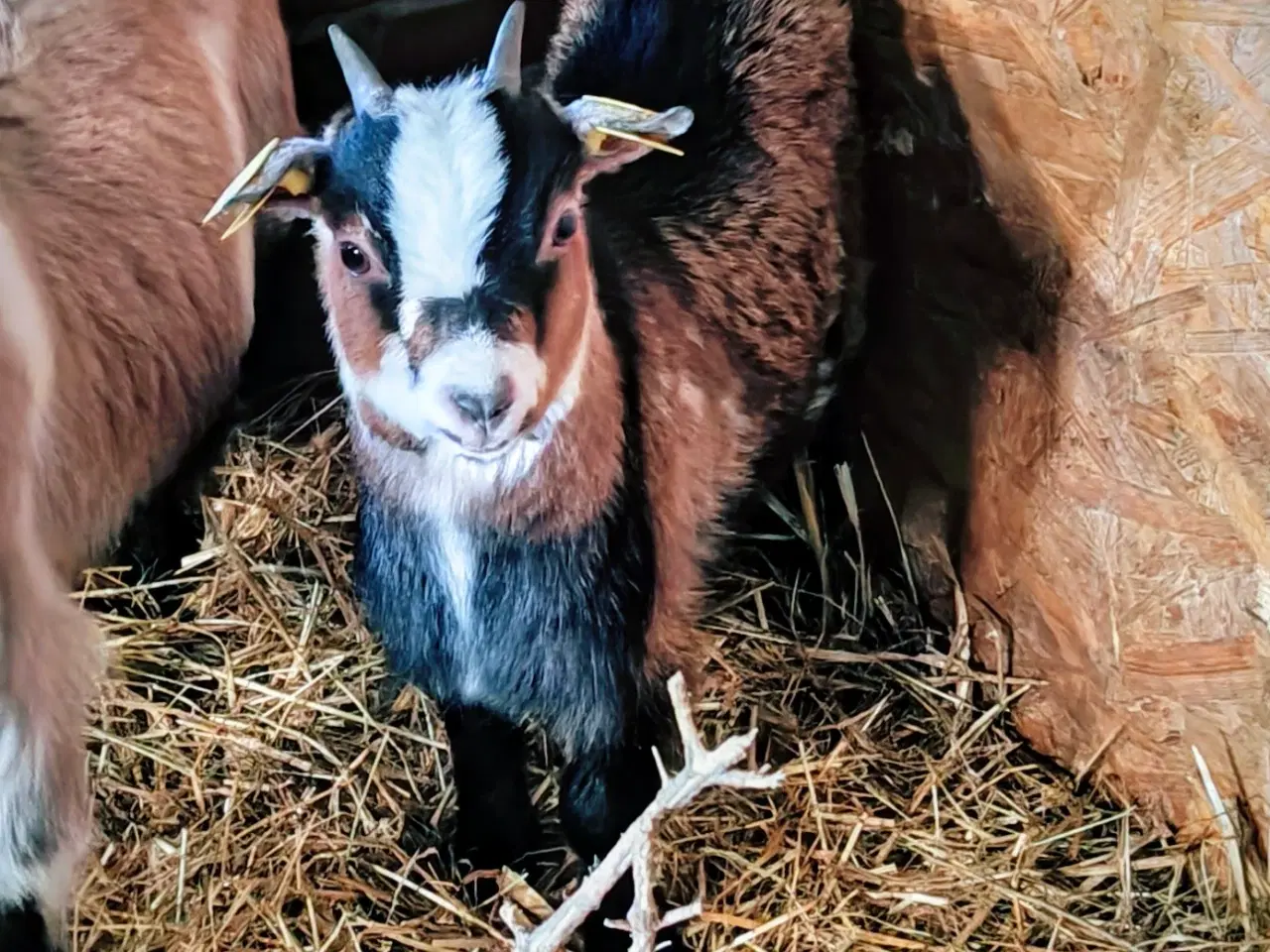 Billede 1 - Gimmer fra 2025