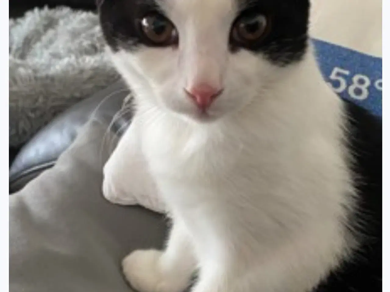 Billede 4 - Weise søger nyt hjem hvor han kan være ude og inde