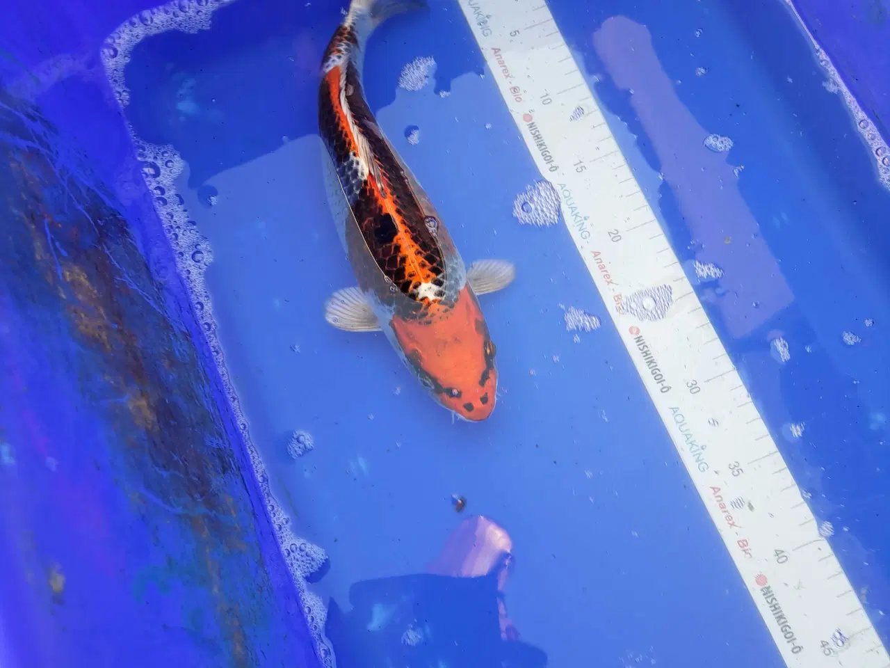 Billede 7 - Koikarper 