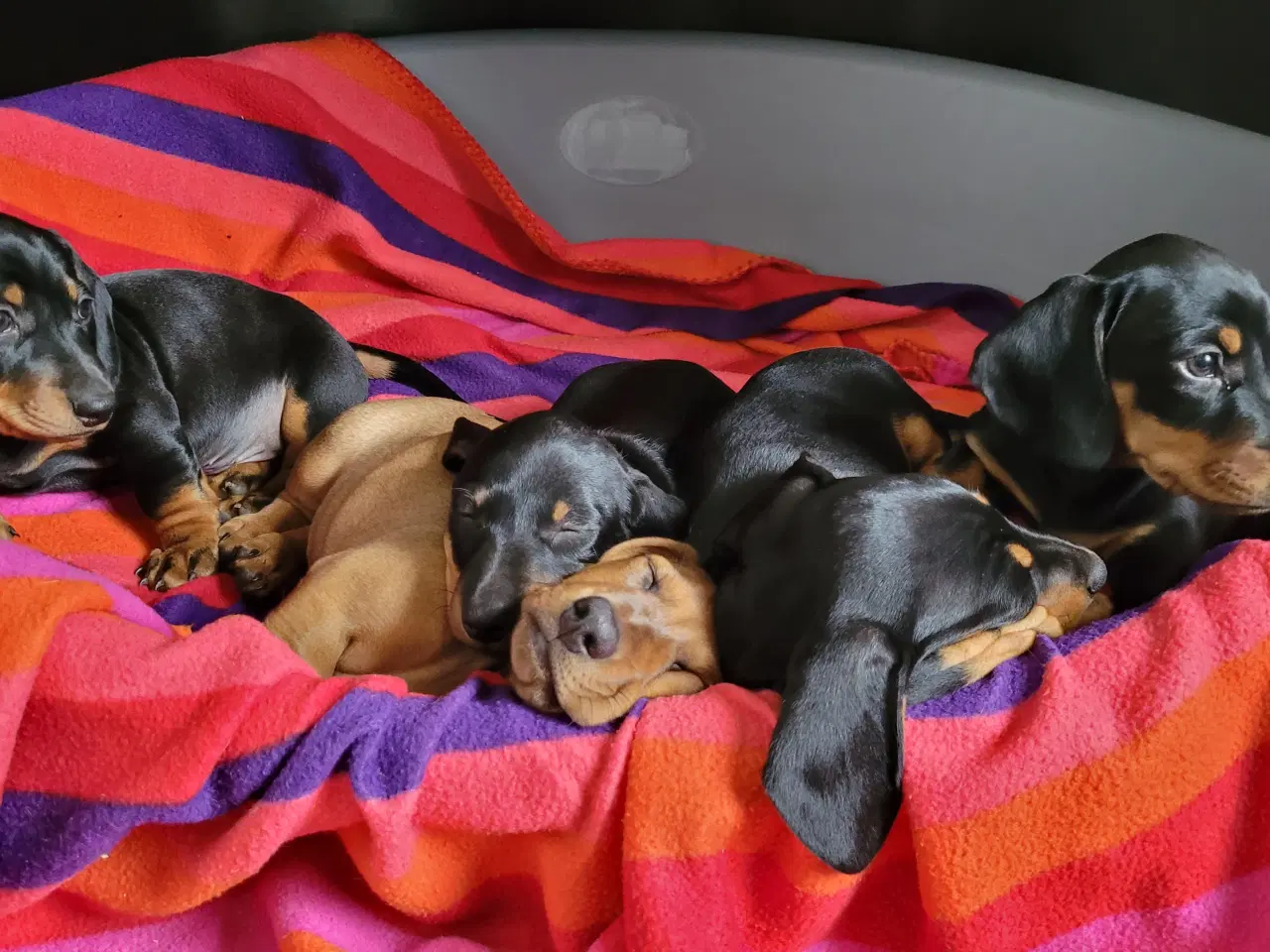 Billede 1 - Standard korthåret gravhundehvalpe 