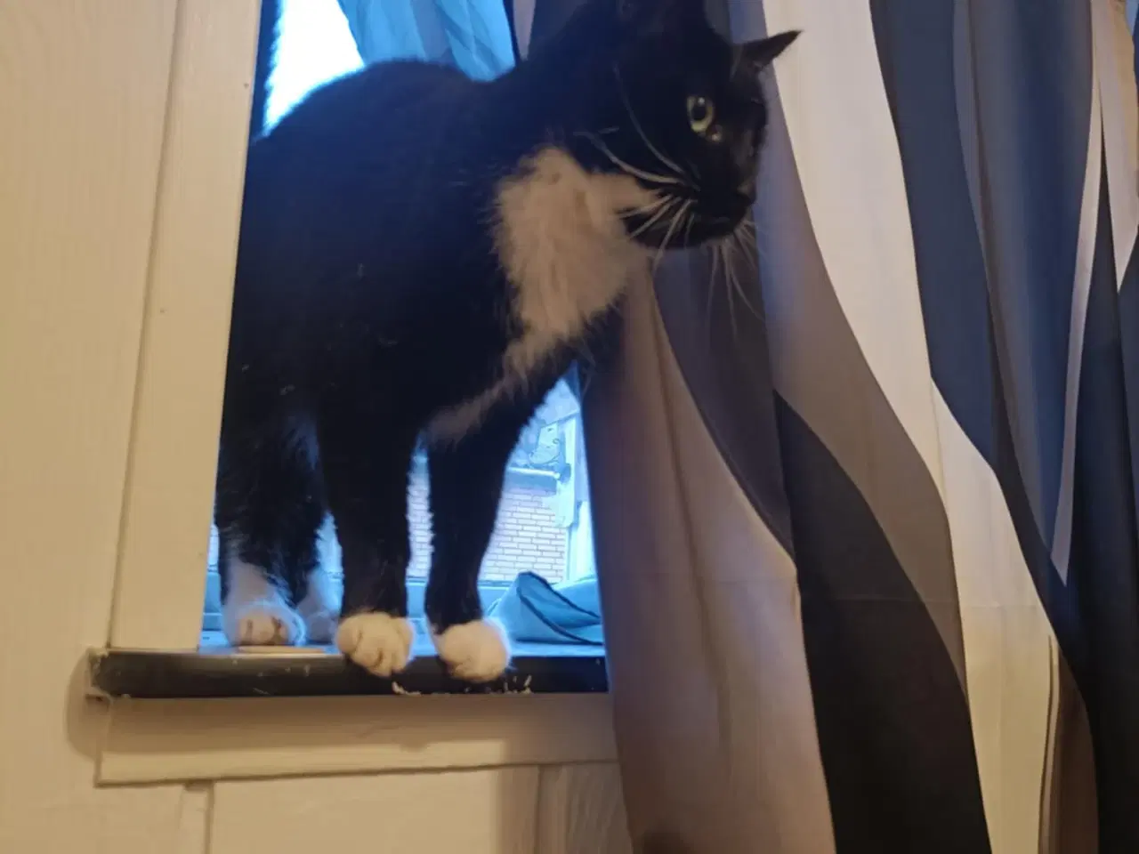 Billede 2 - 2 hunkatte 2 år