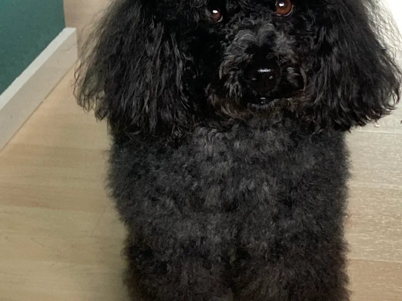 Billede 8 - 5 ugers Dværgpudel drenge