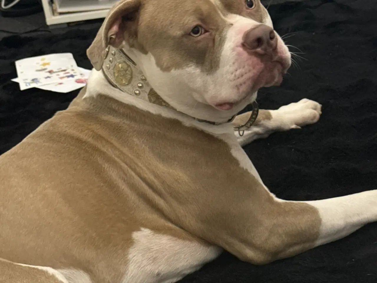 Billede 1 - American bully XL