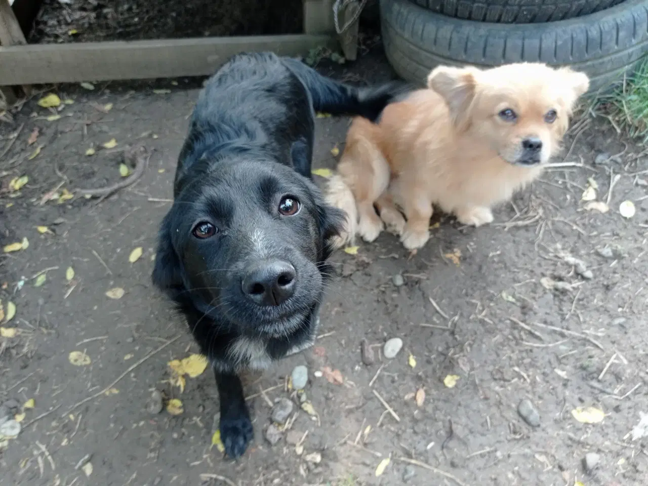 Billede 6 - Astrid -  hvalp med appetit på livet