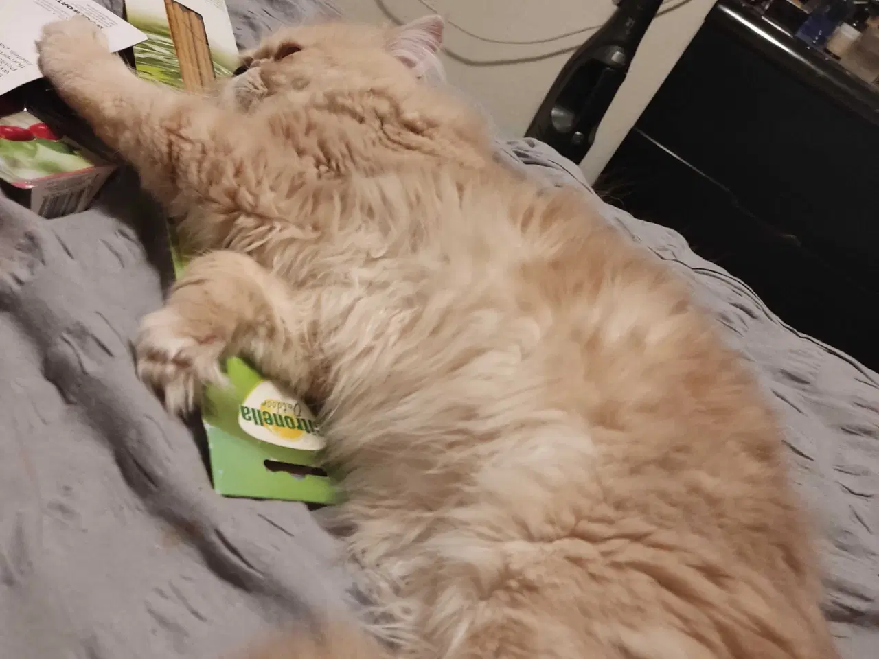 Billede 14 - Perser han kat 