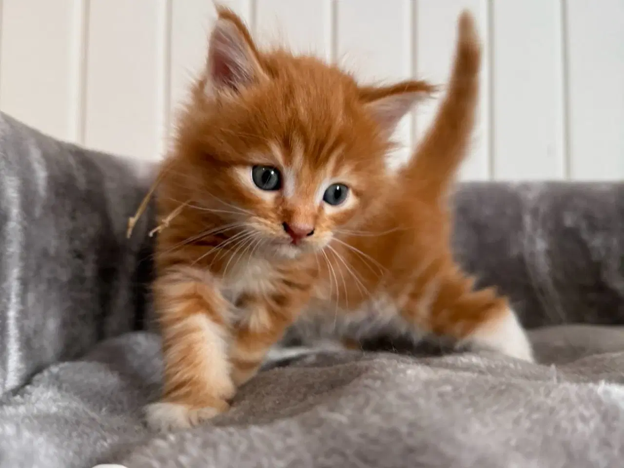 Billede 8 - Maine coon killinger uden tavle