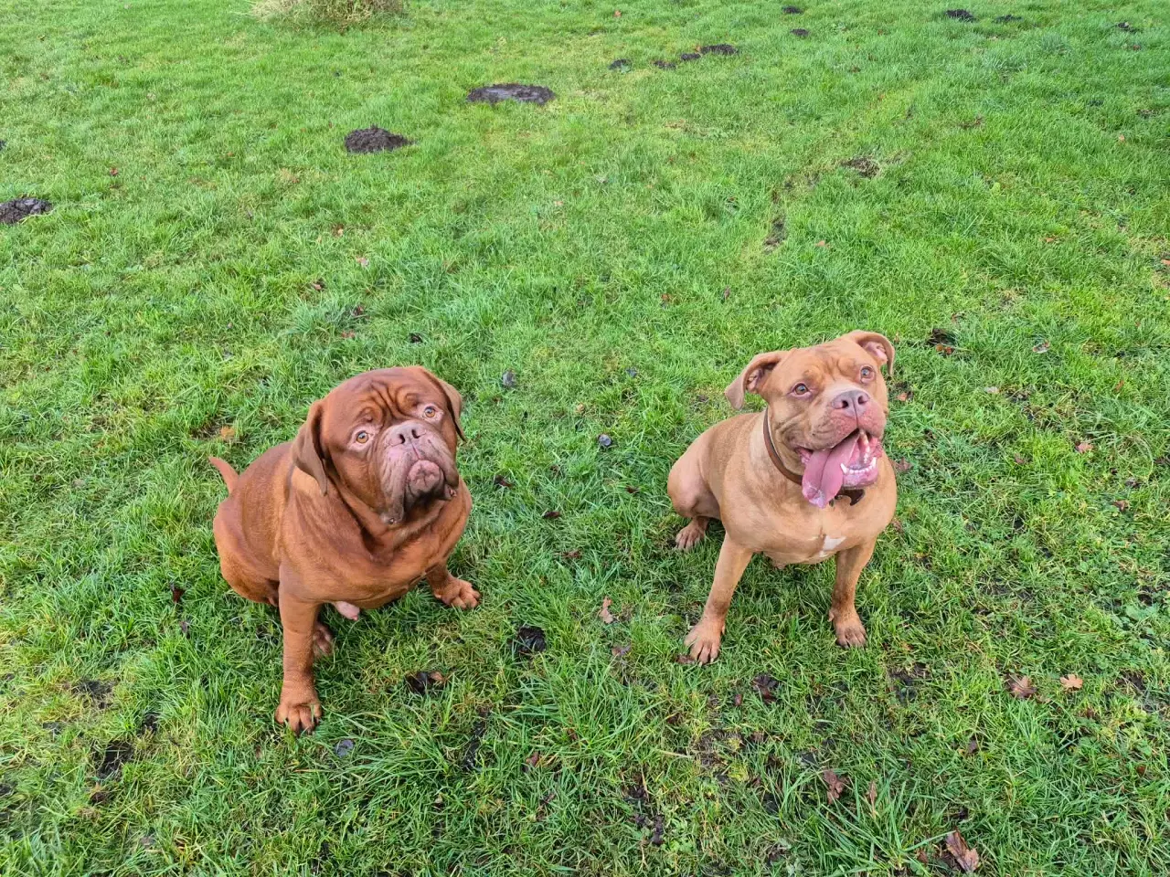 Billede 14 - Smukke fransk mastiff/Dogue de Bordeaux hvalpe 🐾