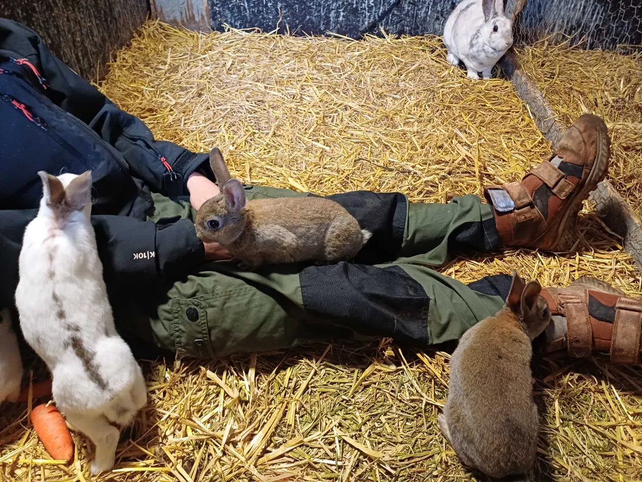 Billede 7 - Lille rex