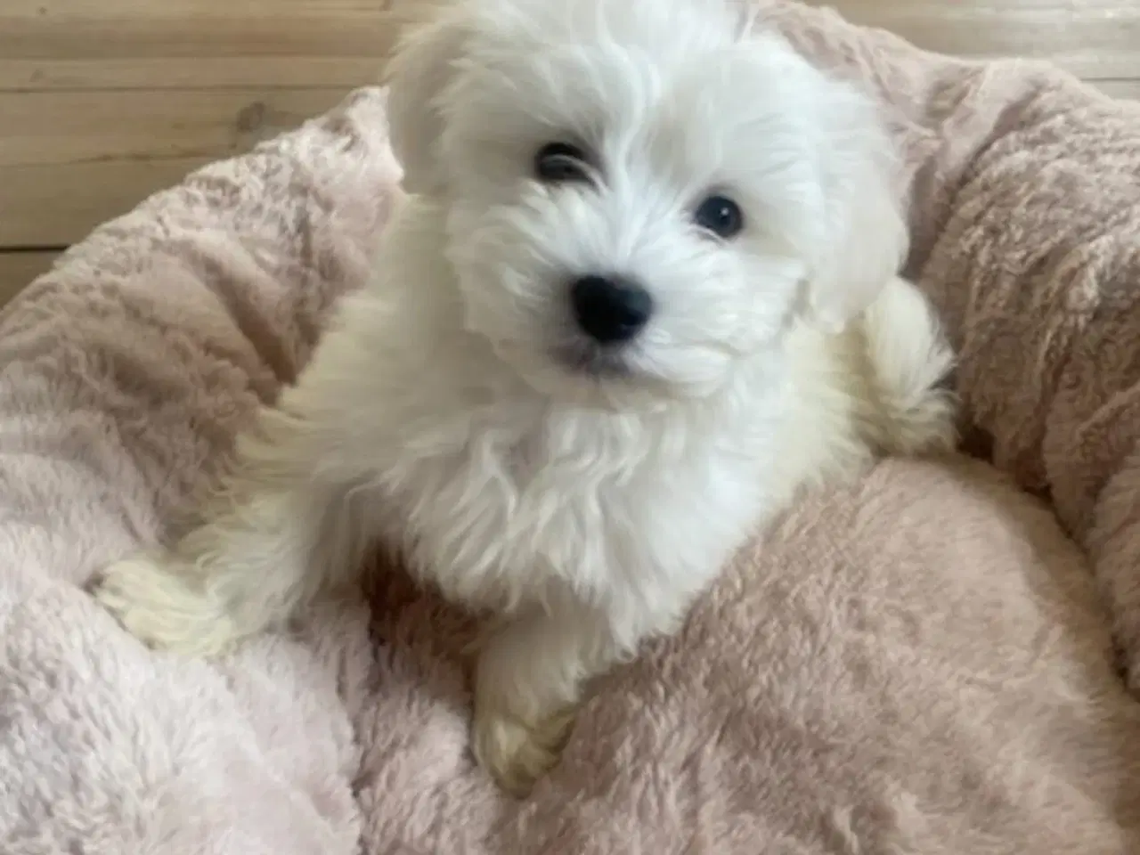 Billede 5 - Bichon hvalpe 