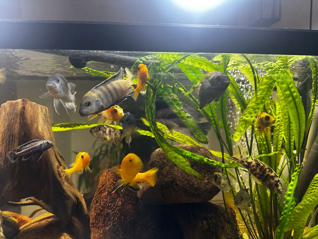 Billede 12 - Malawi og andet