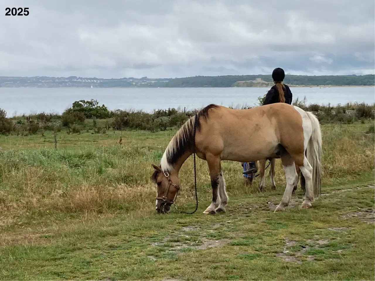 Billede 3 - Pinto/nordbakker blanding 