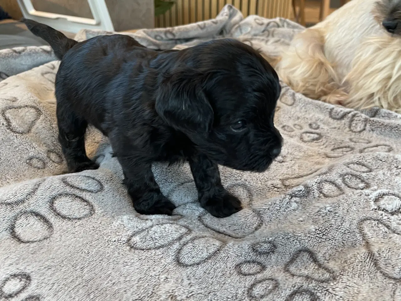 Billede 5 - Yorkipoo hvalpe-klar til nyt hjem uge 7