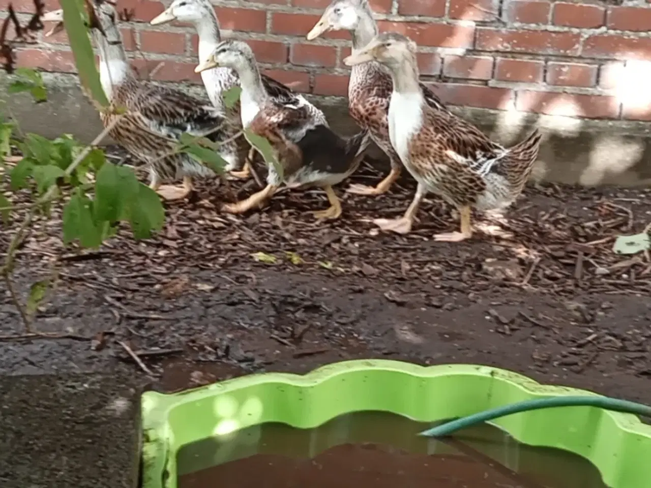 Billede 1 - Ællinger