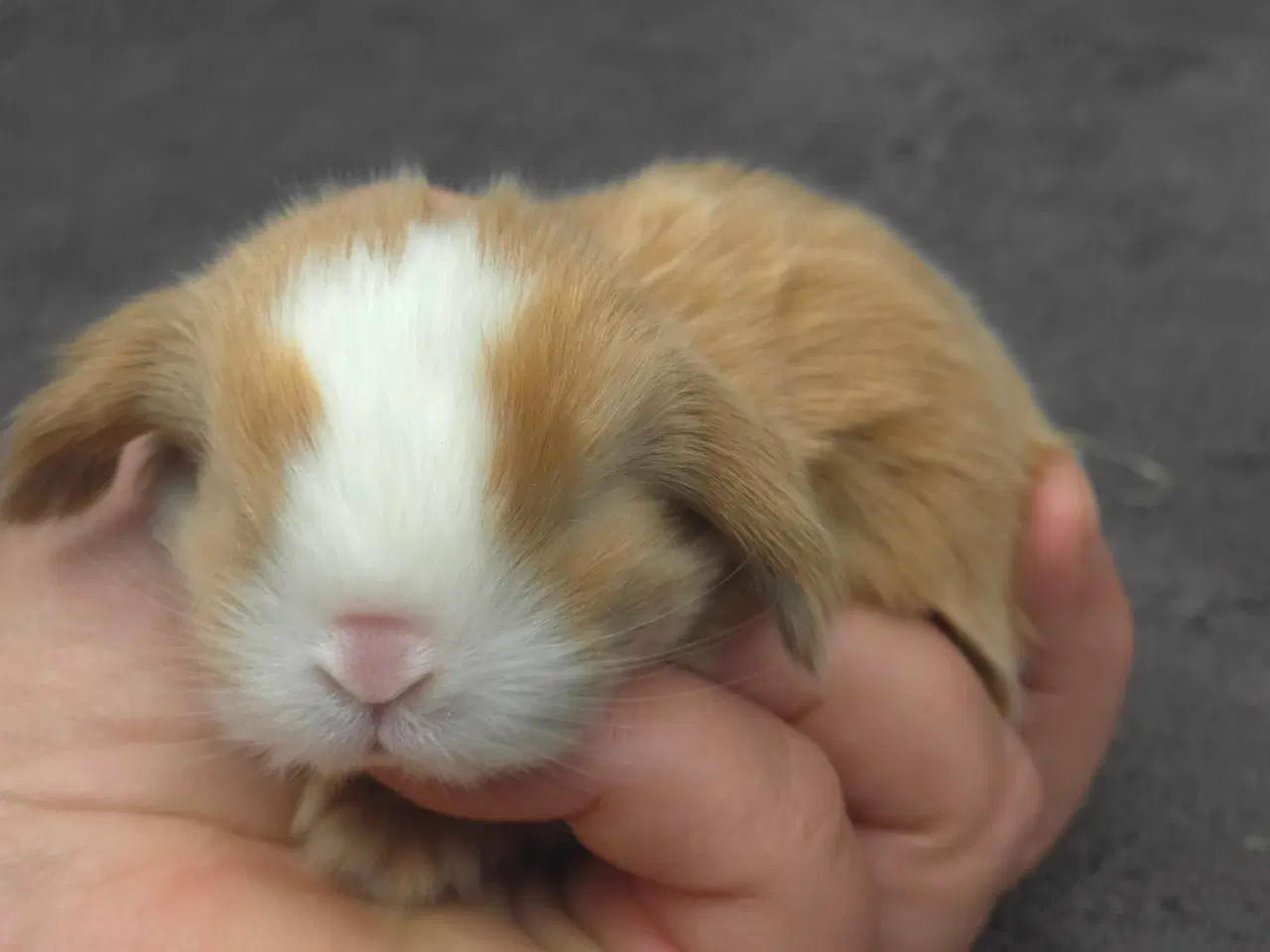 Billede 3 - Minilops unger