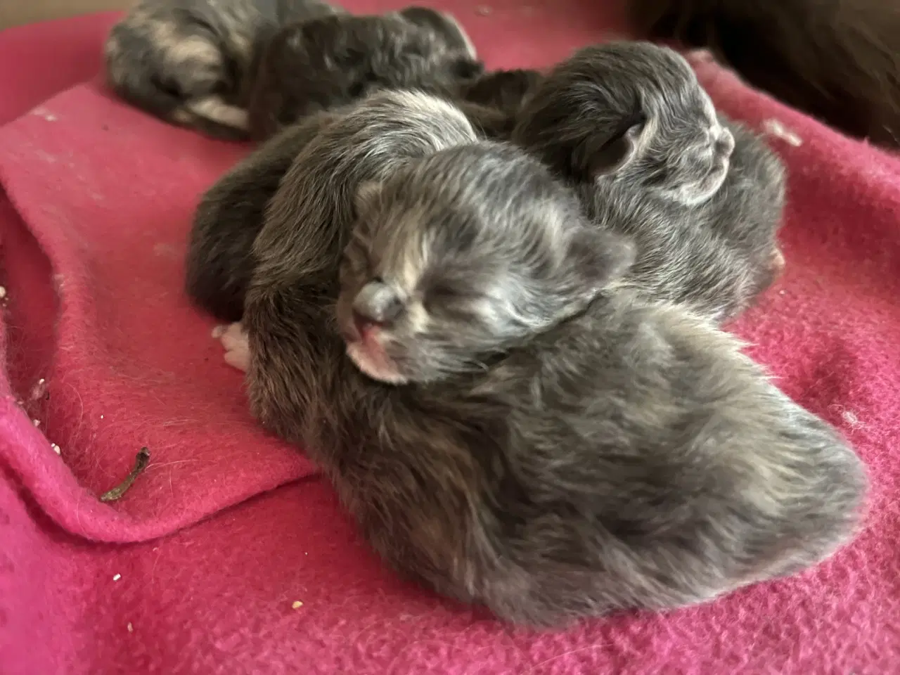 Billede 5 - Vamsede blandingskillinger 