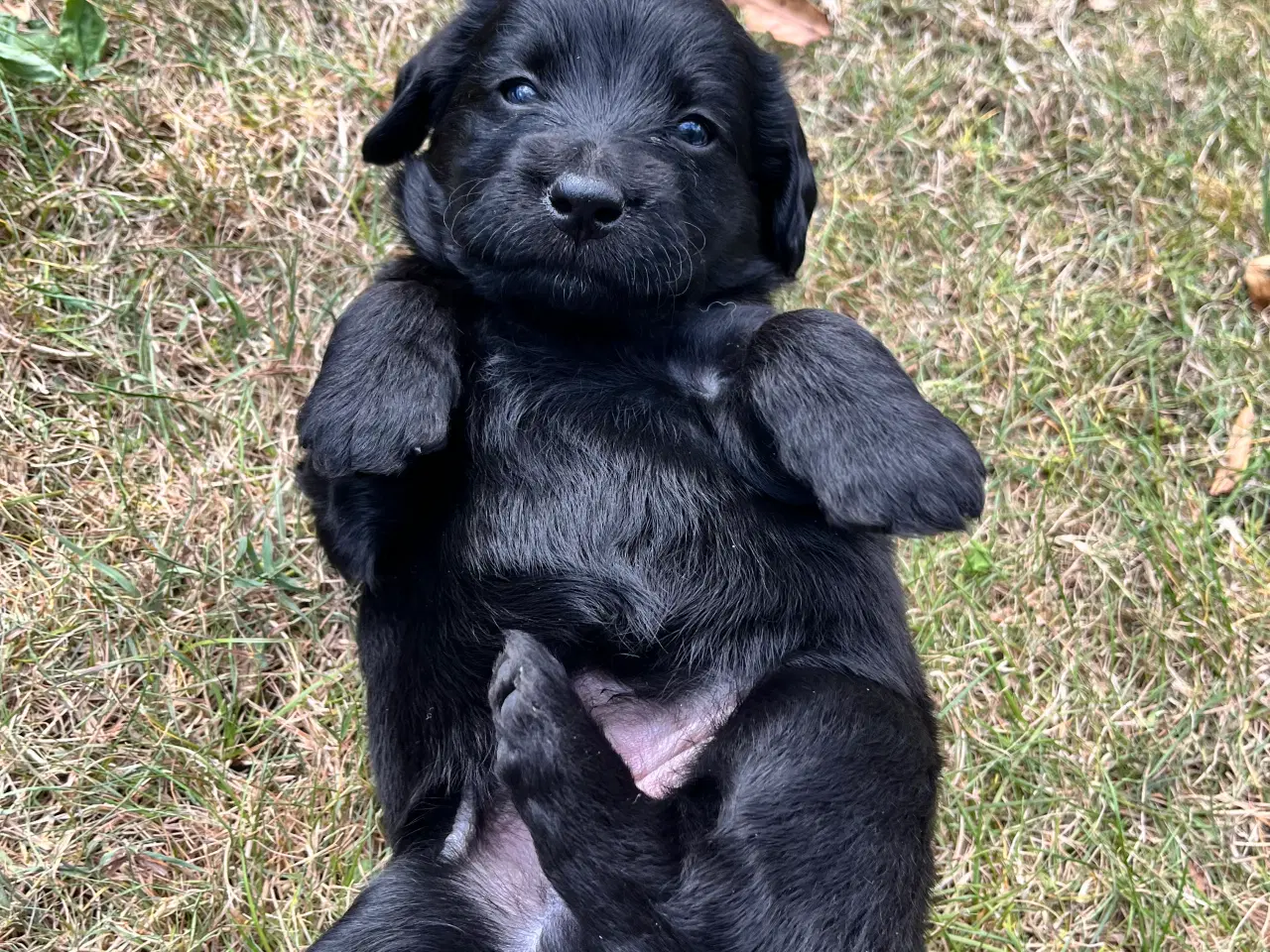 Billede 3 - Labradoodle hundehvalpe- salgsklar 22/9