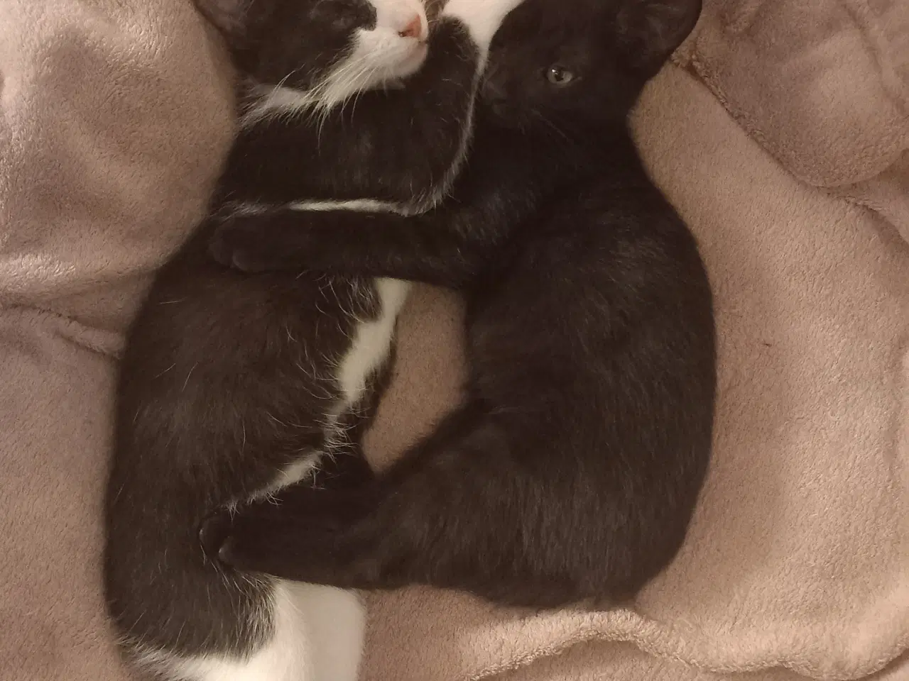 Billede 1 - 11 uger killinger 