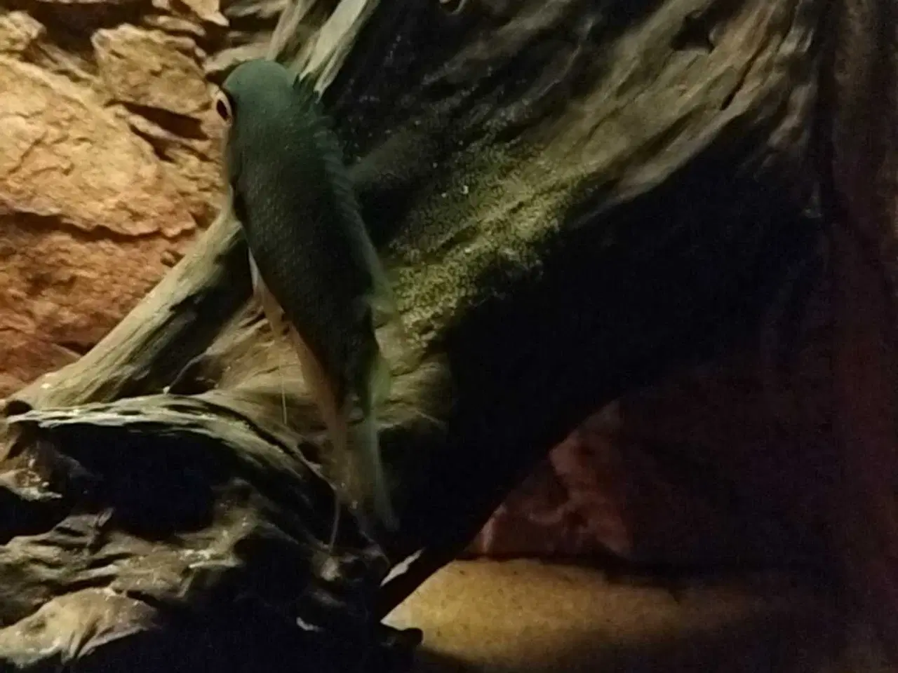 Billede 2 - Red shoulder sevrum unger