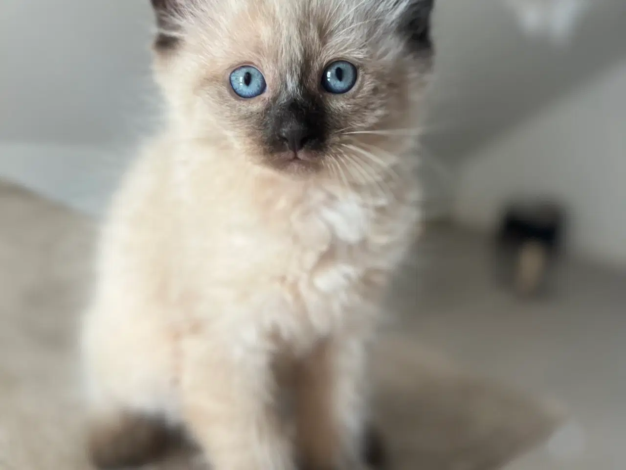 Billede 2 - Ragdoll / Hellig Birma