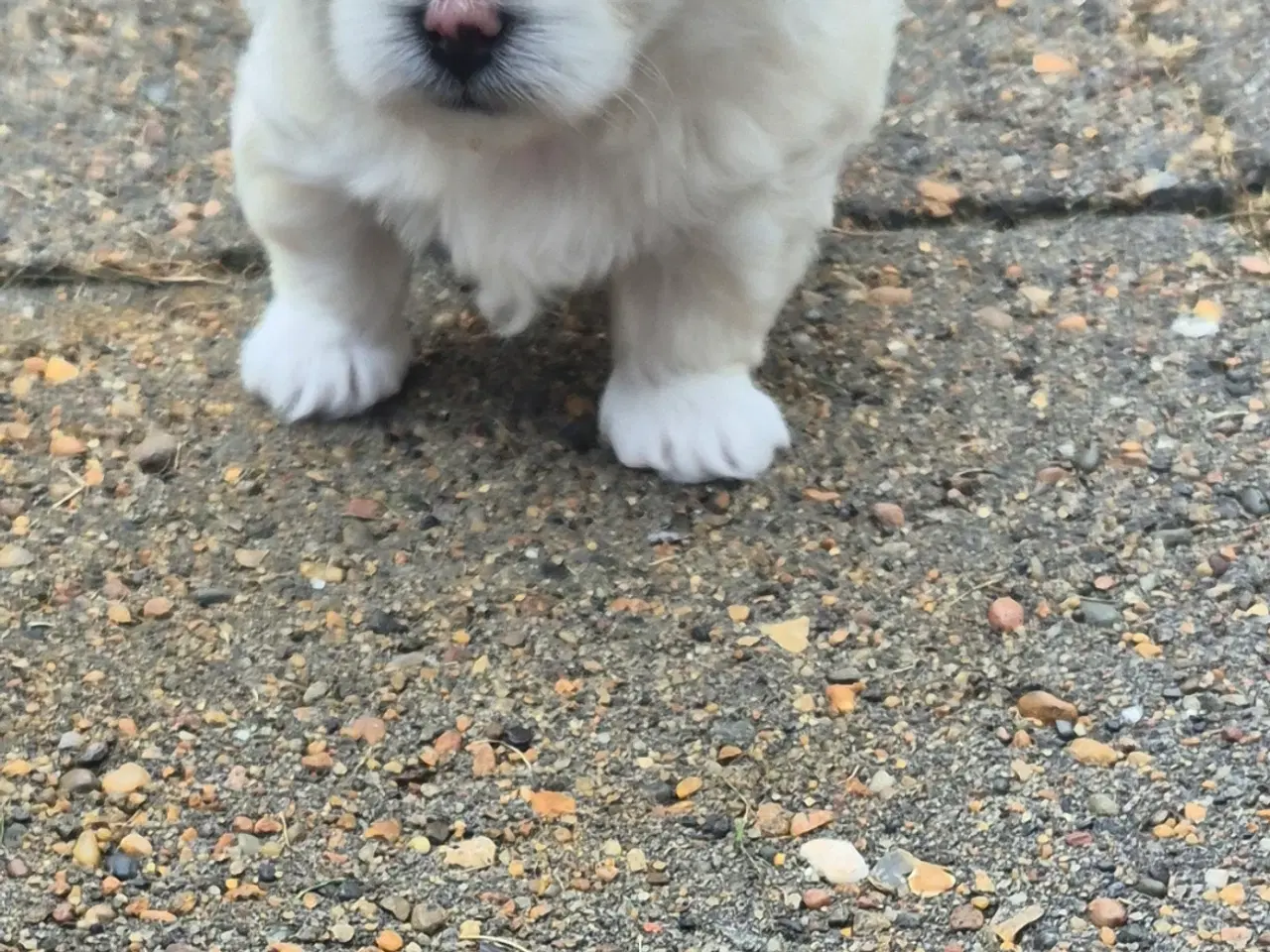 Billede 7 - Coton de tulear og Highland Maltie 