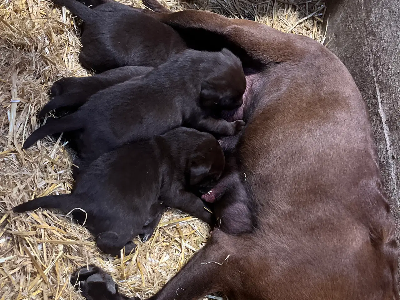 Billede 3 - Skønne brune labradorhvalpe sælges - 5 uger